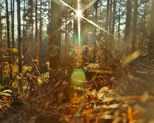 Green leaves plant nature detail close up