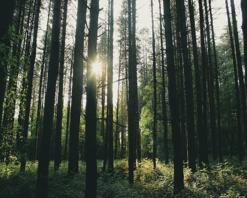 Sunlight filtering through green forest trees